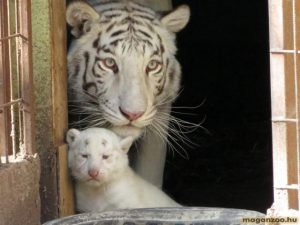 Felsőlajosi magánállatkert tigrisei - mama és gyermeke